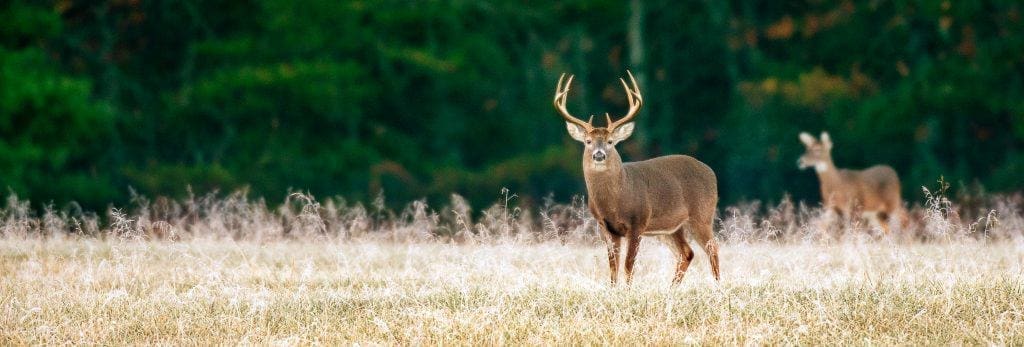 species-page-deer-elk_header