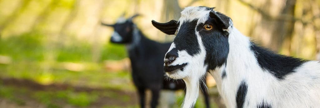 species-page-goat_header
