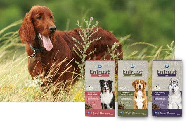 Products for Dogs with Food Sensitivities