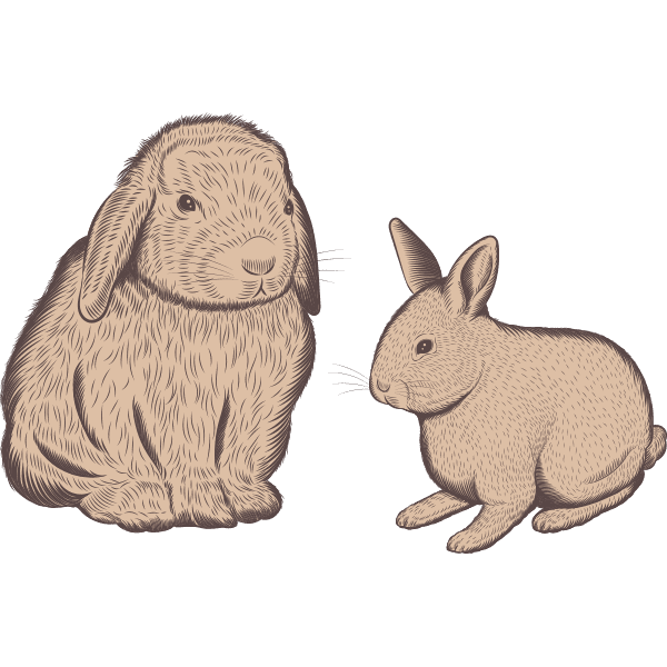 Field and Farm Rabbit Illustration